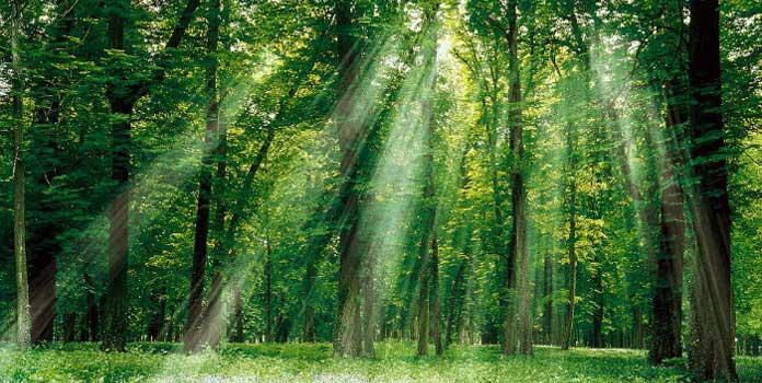 Hãy chứng minh rằng bảo vệ rừng là bảo vệ cuộc sống của chúng ta - Bài 4