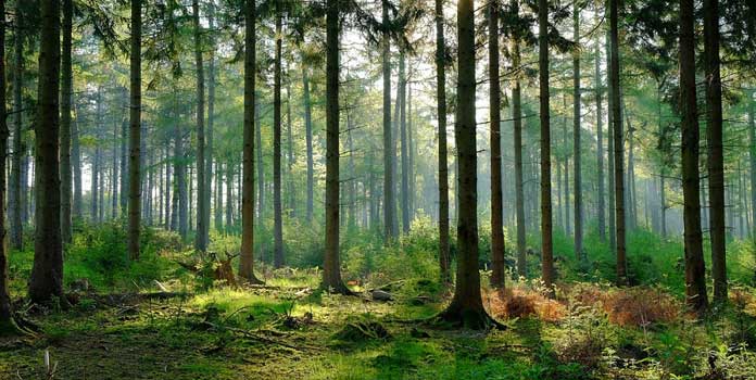 Hãy chứng minh rằng bảo vệ rừng là bảo vệ cuộc sống của chúng ta - Bài 5