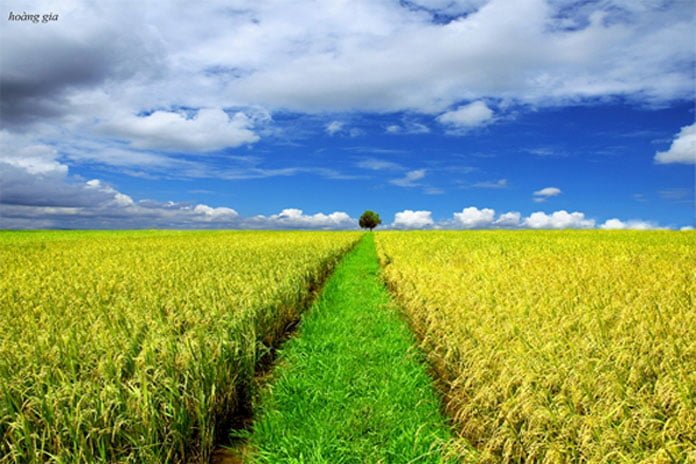 Ngắm cánh đồng lúa mỗi dịp về quê