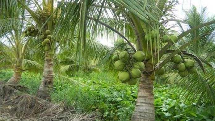 Thuyết minh về cây dừa - bài xích 3