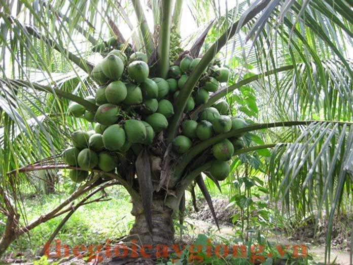 Thuyết minh về cây dừa - bài xích 6